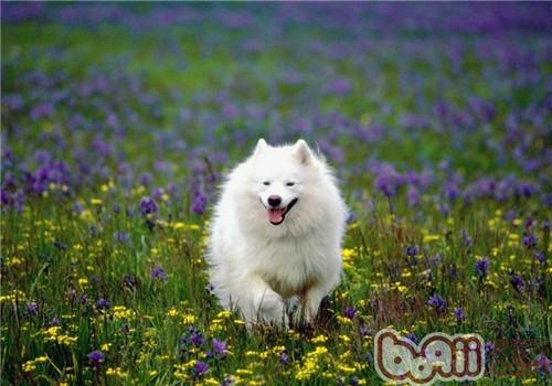 春季狗狗养护之游山玩水