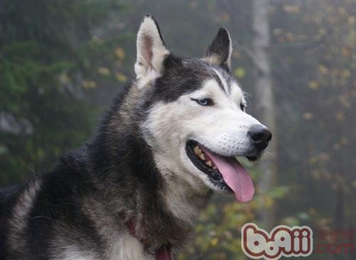 狗狗放屁的两大要点