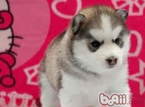 如何锻炼幼犬适应环境