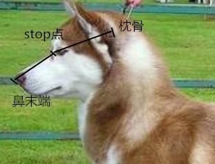 如何判断哈士奇纯种与否