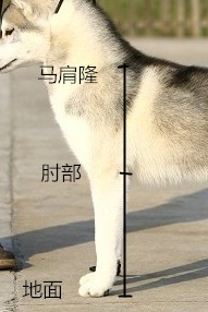 如何判断哈士奇纯种与否