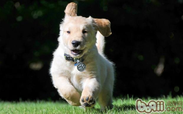 夏季如何科学喂养你的爱犬