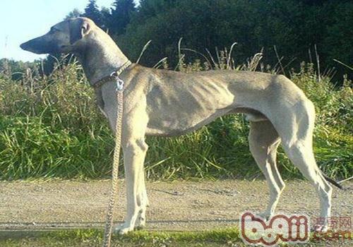 关于北非猎犬的介绍
