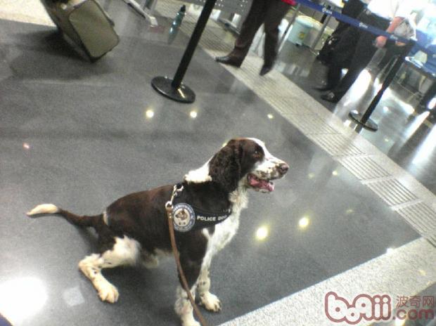 缉毒犬的挑选及训练方式