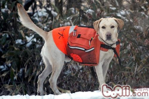 搜救犬的工作内容及训练