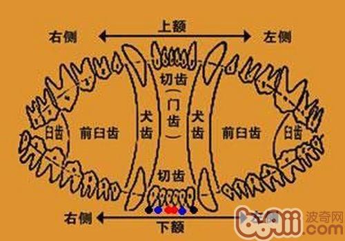 边境牧羊犬幼犬牙齿生长时间表