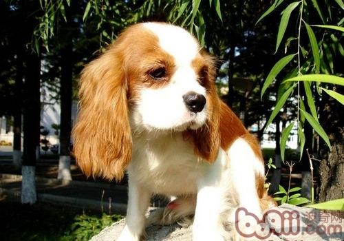 受皇室喜爱的查理王小猎犬
