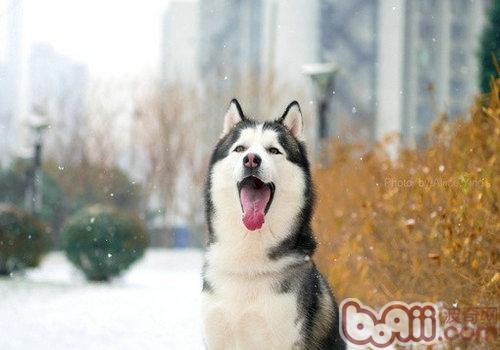 哈士奇幼犬如何喂养