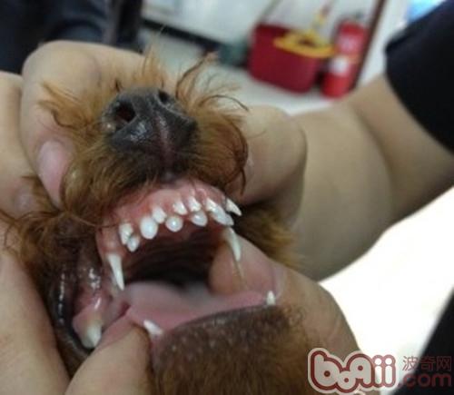 狗狗换牙期谨防双排牙
