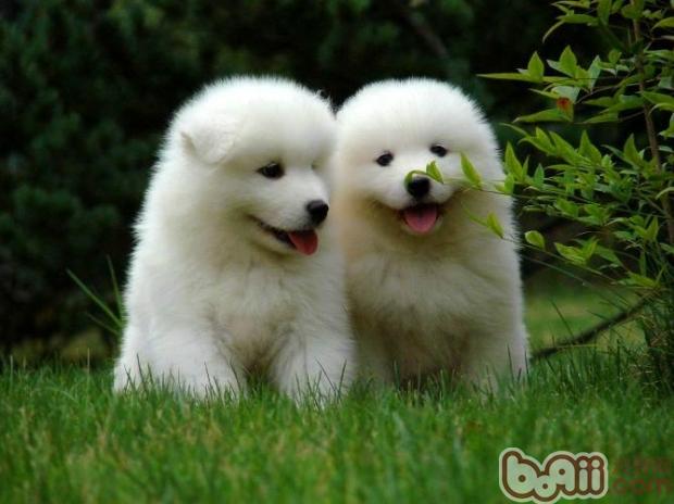 带幼犬回家前需注意的四点