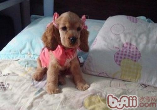 可卡犬有体臭怎么办