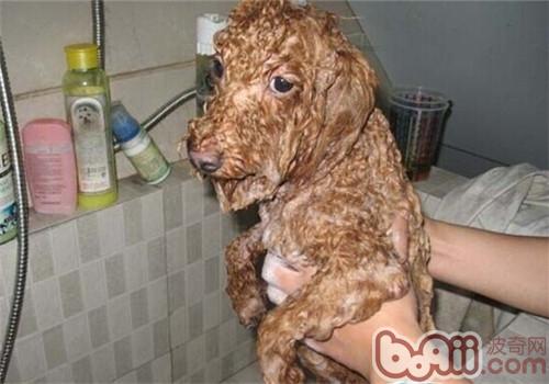 如何正确的给贵宾犬洗澡