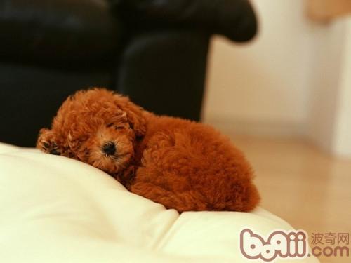 刚断奶的幼犬应该吃什么