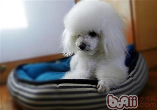 贵宾犬便秘怎么办？