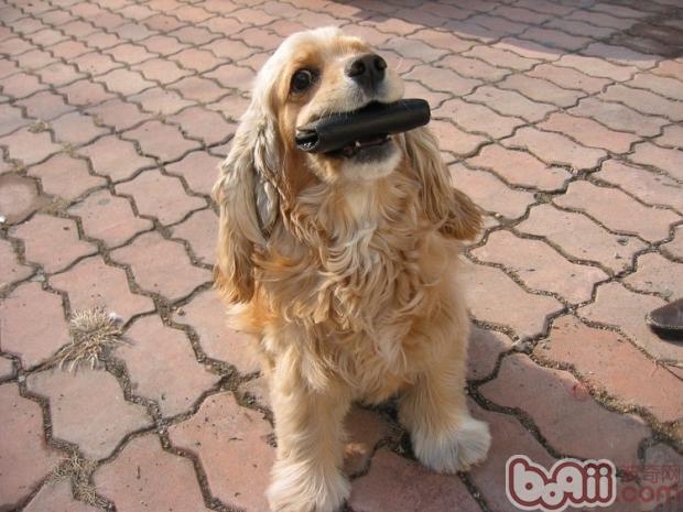 犬猫混养需注意性格问题