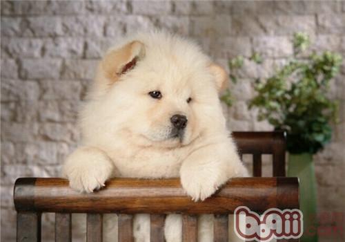 松狮成犬喂养中的7点小常识