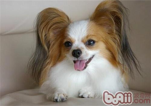 犬日常所需的营养素