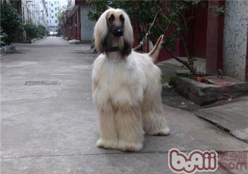 阿富汗猎犬的养护知识