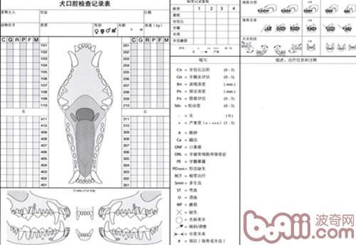 犬猫牙科基本知识