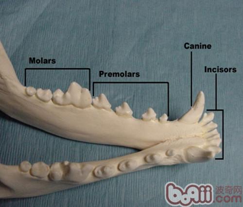 犬猫牙科基本知识