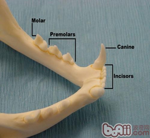 犬猫牙科基本知识