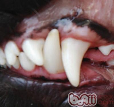 犬猫牙科基本知识