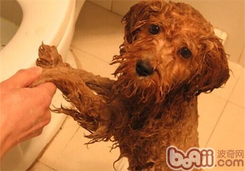如何正确的给贵宾狗狗洗澡
