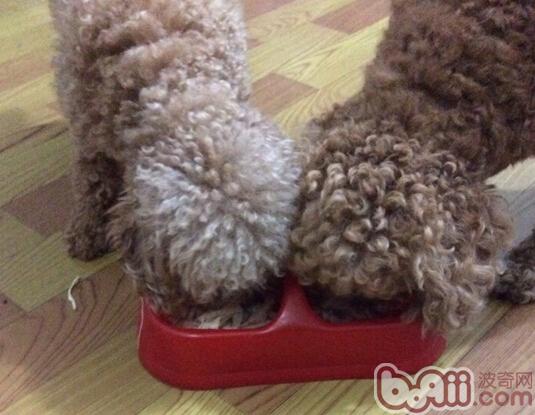 吃出好身体——贵宾犬饮食攻略