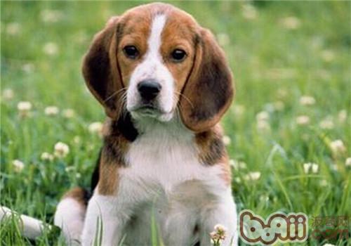比格犬的养护知识