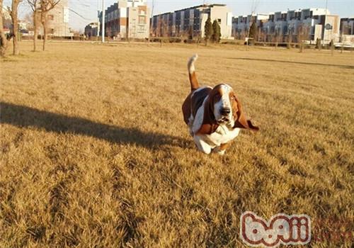 巴吉度猎犬的形态特征