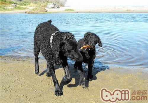 卷毛寻回猎犬的喂食要点