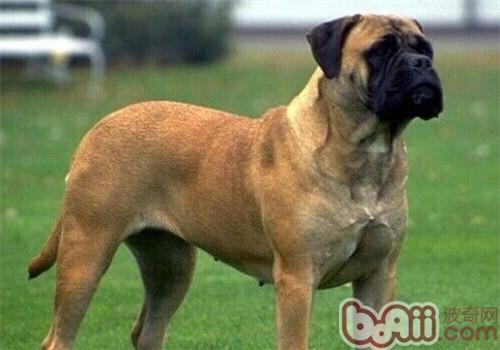 獒犬的品种简介