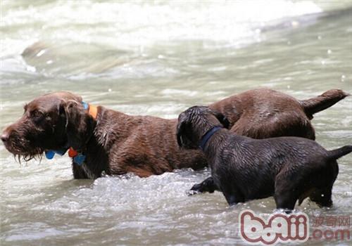 德国刚毛指示犬的品种简介