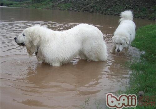 大白熊犬的性格特点