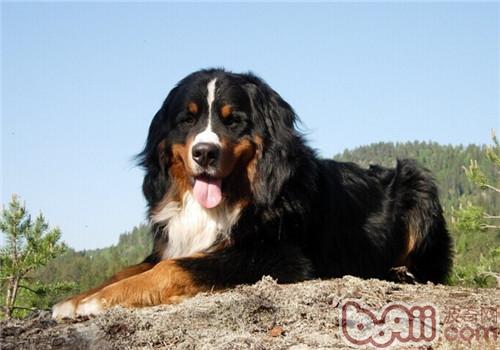 伯恩山犬的品种简介
