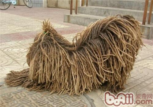波利犬的喂食要点