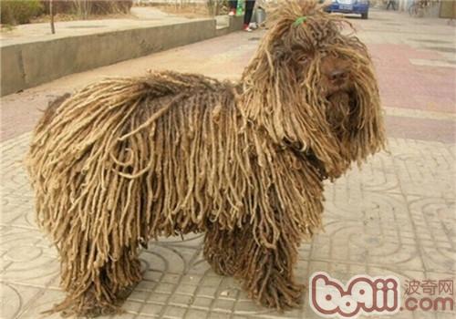 波利犬的性格特点
