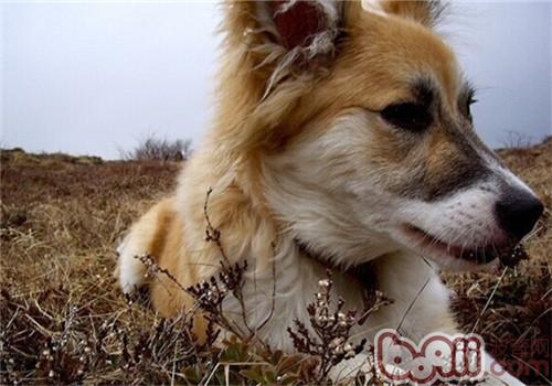 冰岛牧羊犬的喂食要点