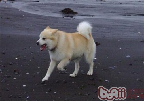 冰岛牧羊犬的形态特征