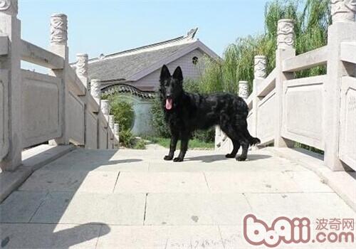 比利时格罗安达牧羊犬的养护知识