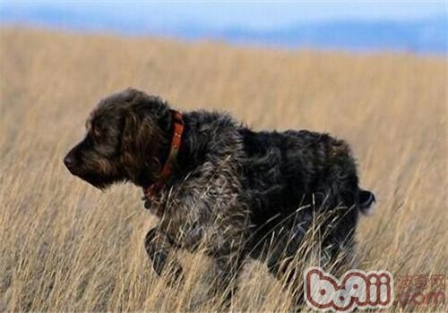 刚毛指示格里芬犬的性格特点