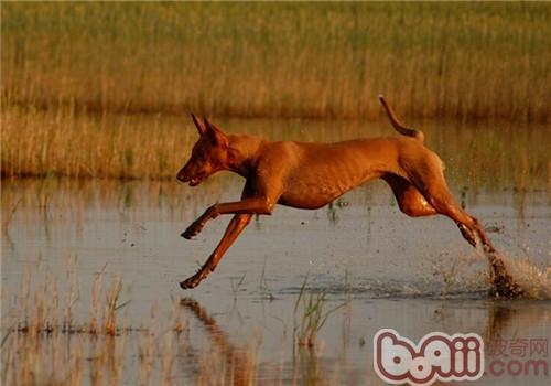 法老王猎犬的性格特点