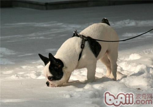 法国斗牛犬的喂食要点