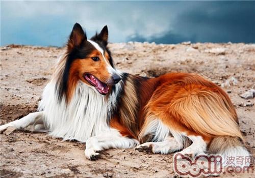 苏格兰牧羊犬的喂食要点
