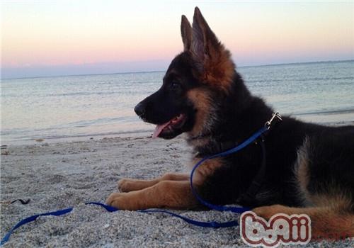 德国牧羊犬的喂食要点