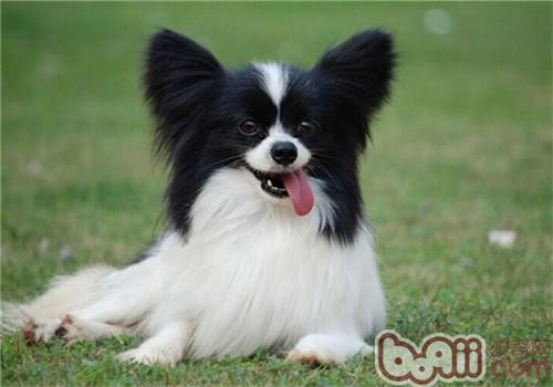 蝴蝶犬的喂食要点