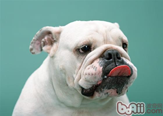 英国斗牛犬的形态特征