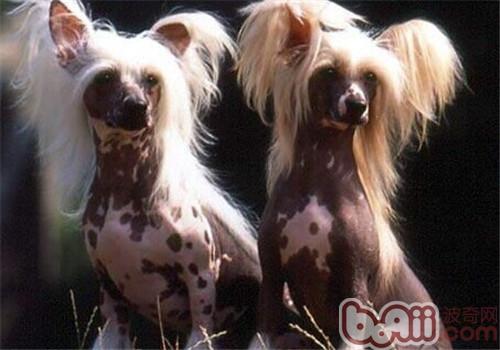 中国冠毛犬的性格特点