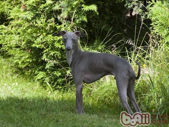 意大利灵缇犬的饲养要点