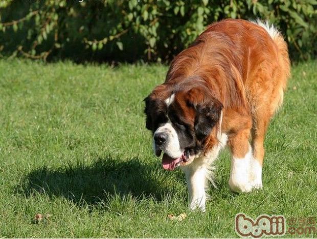 圣伯纳犬的饲养要点